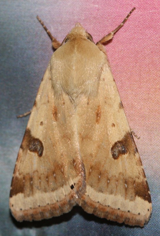 Heliothis%20peltigera.jpg