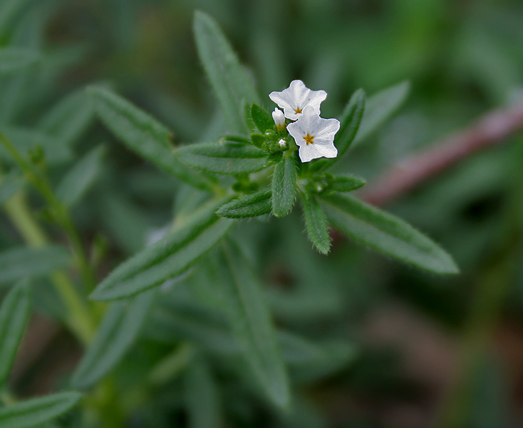 Heliotropium_strigosum_in_Keesaraguda,_AP_W_IMG_9143.jpg
