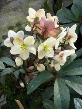 Helleborus%20x%20ericsmithii%20Candy%20Love.jpg