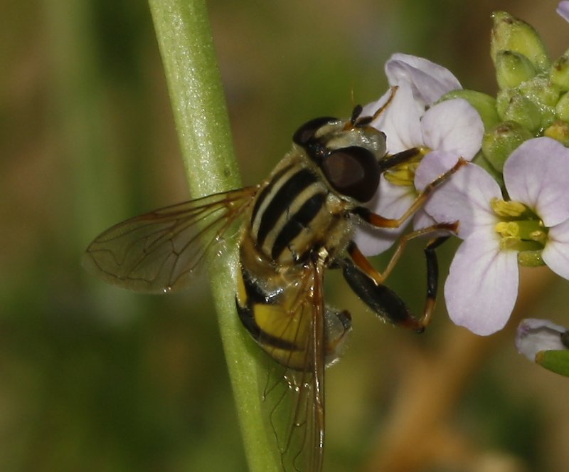 Helophilus%20pendulas_4665.jpg
