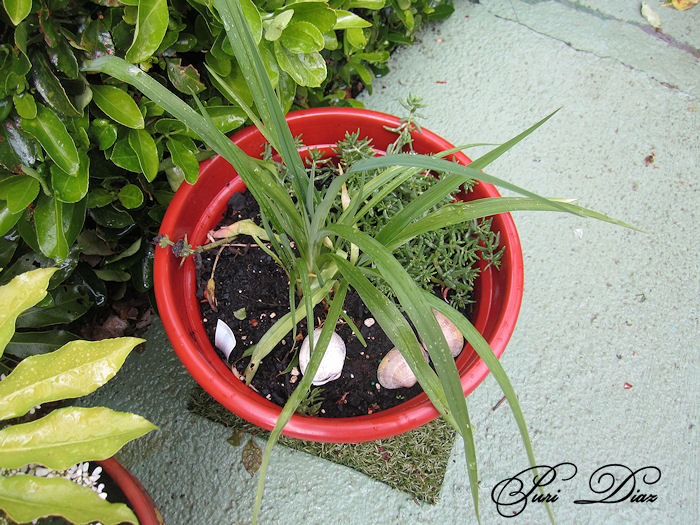 hemerocallies+envio+petronila+29+abril+2012+(2).JPG