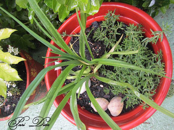hemerocallies+envio+petronila+29+abril+2012.JPG
