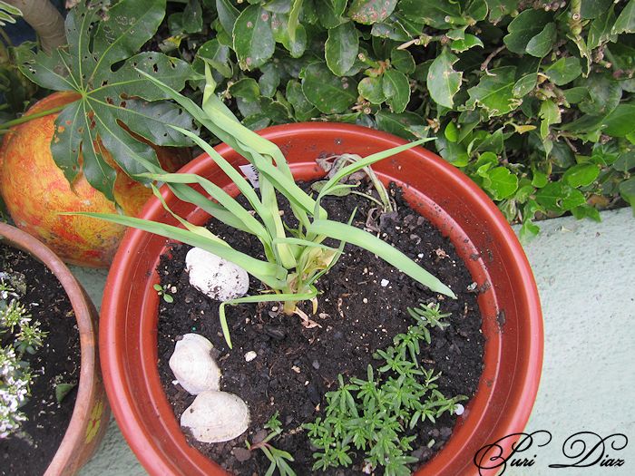 hemerocallies+envio+petronila+marzo+2012.jpg