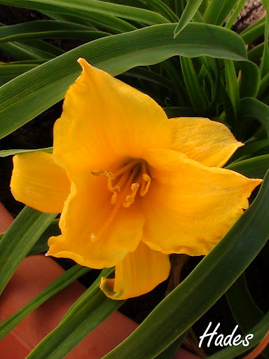 hemerocallis.jpg