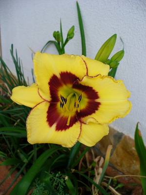 hemerocallis1_12jun07.JPG