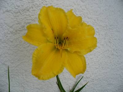 hemerocallis2_2006.jpg
