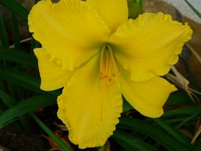 hemerocallis_13jun07.JPG