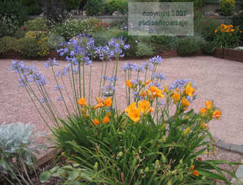 hemerocallis_copyright.jpg