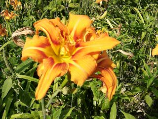 Hemerocallis_Fulva_2_preview.JPG