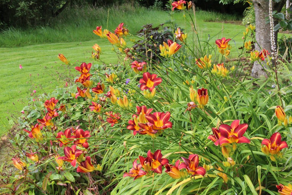 Hemerocallis_Stafford_3_1024x1024.jpg