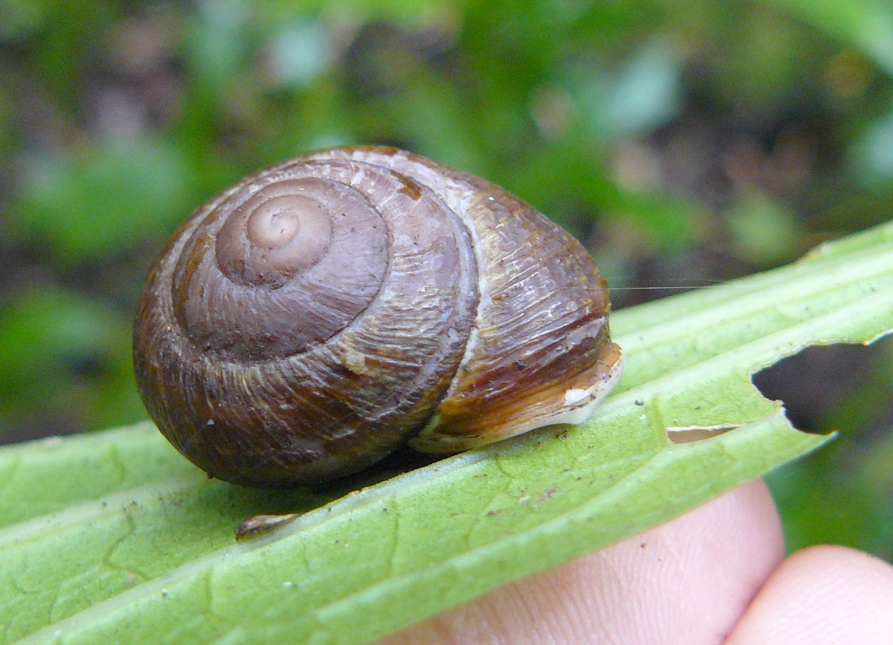 hemicyclaal6.jpg