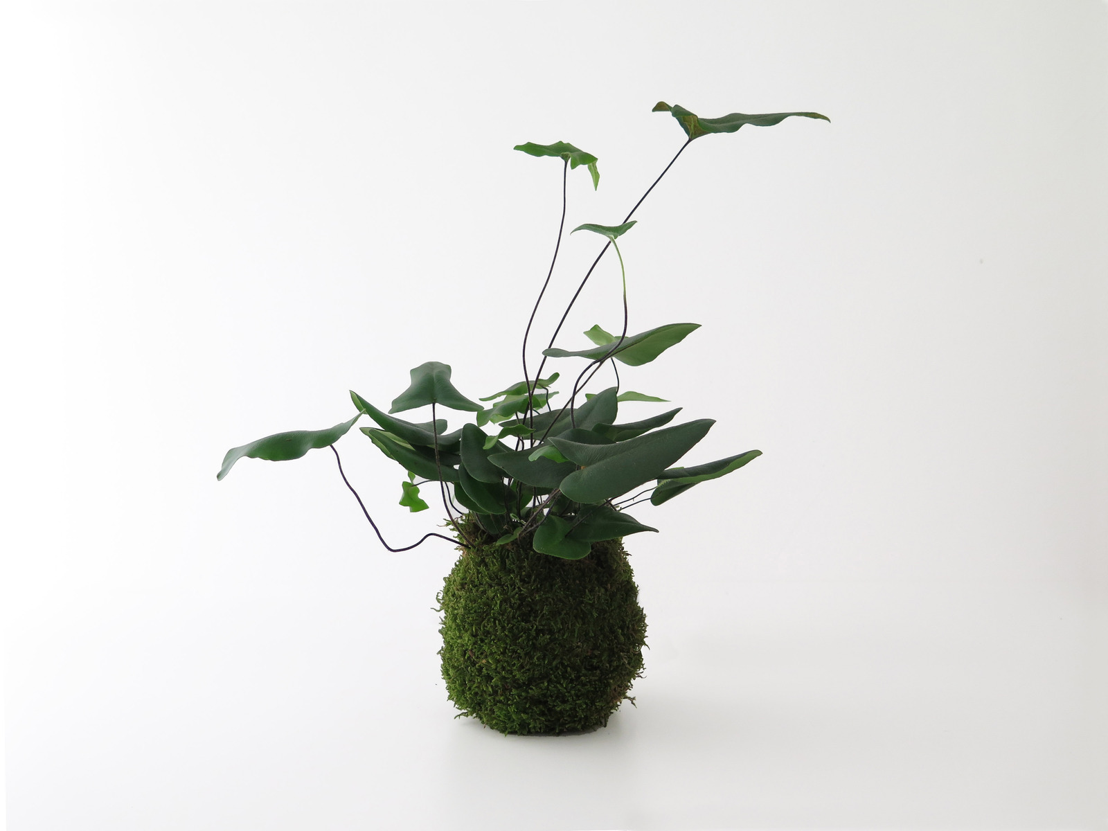 hemionitis-kokedama-1.jpg