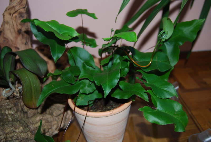 Hemionitisarifolia.jpg