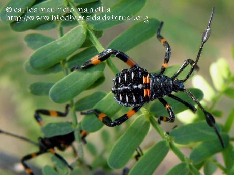 Hemiptera_Heteroptera_(chinche)_168783.jpg