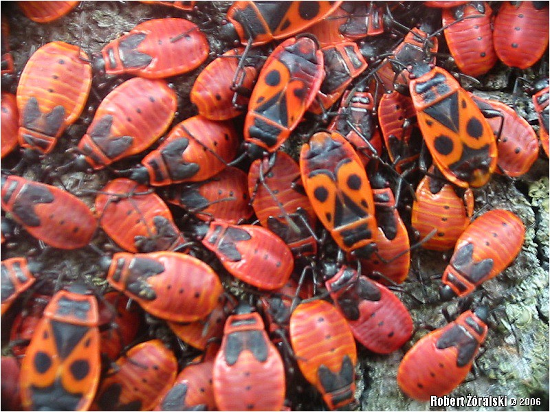 Hemiptera_Pyrrhocoridae_species__Pyrrhocoris_apterus__2006_08_26__Chorap__2.jpg