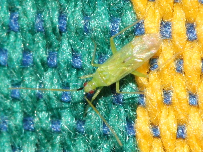 hemiptero%20ag.jpg