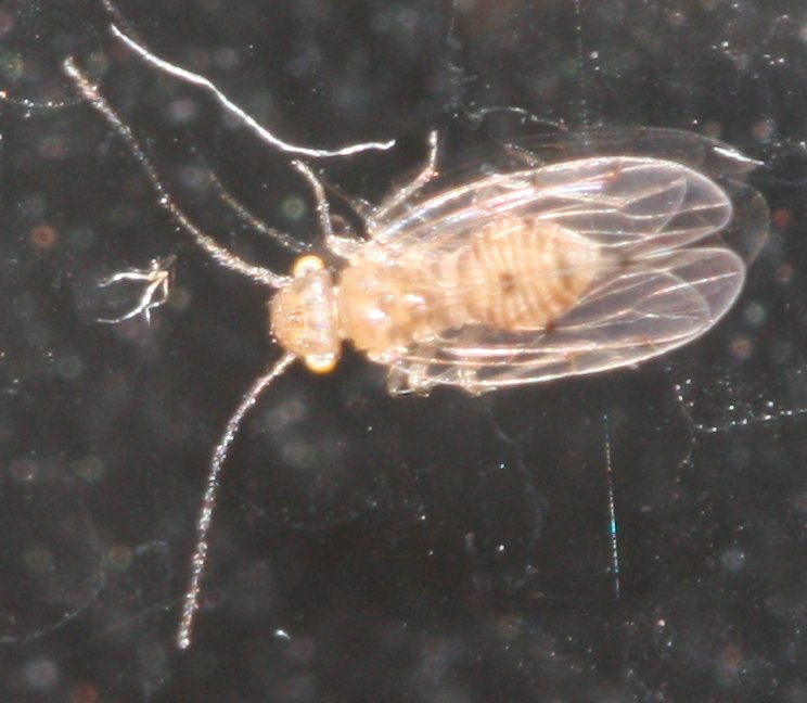 hemiptero%20w.jpg