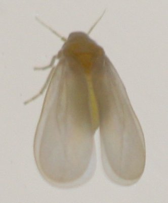 hemiptero%20x.jpg