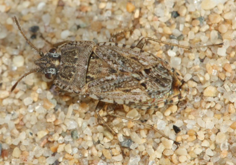 Hemiptero.jpg