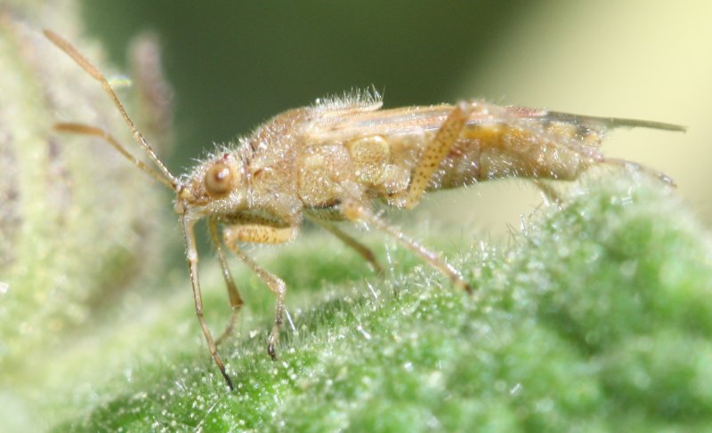 Hemiptero1.jpg