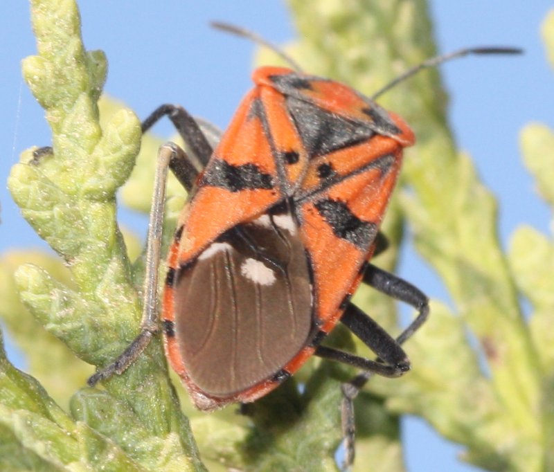 Hemiptero1.jpg