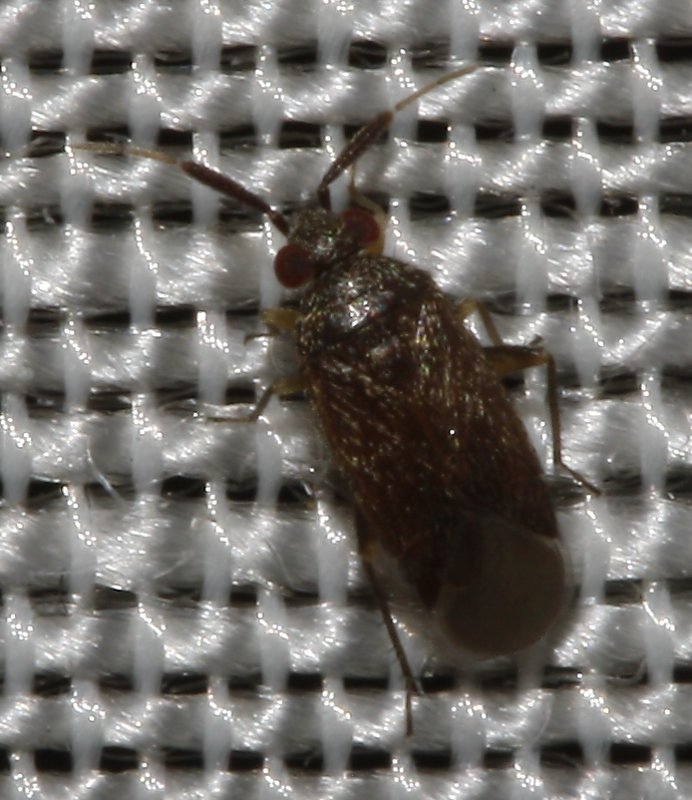 hemiptero_3033.jpg