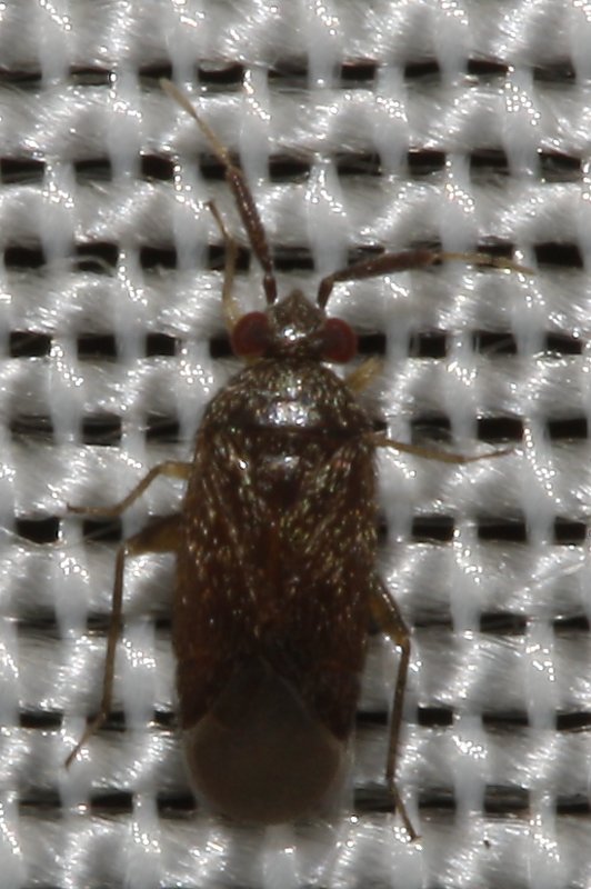 hemiptero_3035.jpg