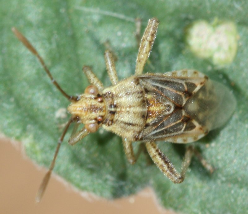 Hemipterohoju.jpg
