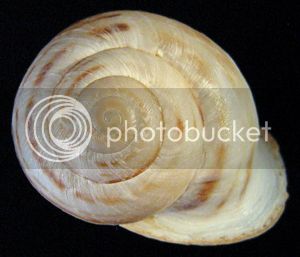 HemiSarcAp1Fo_zps70a33c7d.jpg