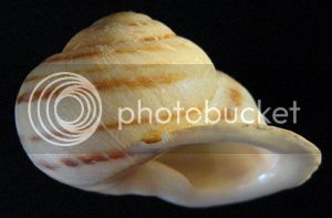 HemiSarcFr1Fo_zps3e1c9451.jpg