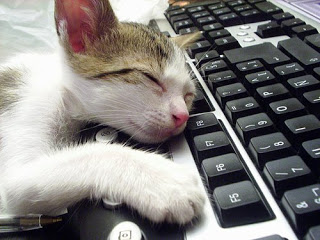 henriketo_durmiendo_teclado_ordenador.bmp.jpg