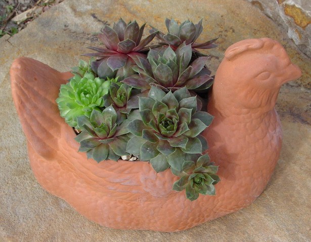 hens%20and%20chicks%20in%20a%20hen.jpg