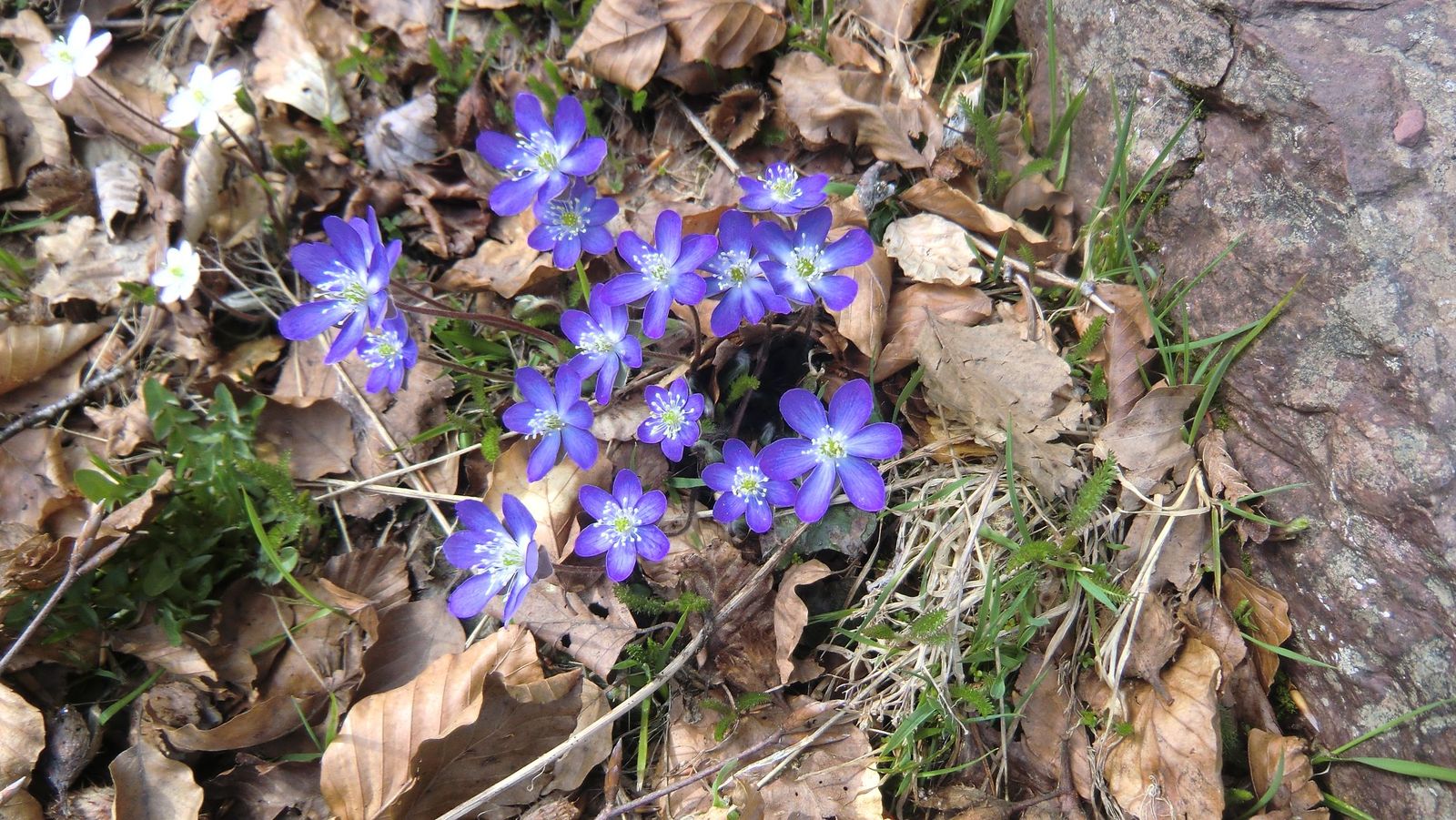 Hepatica%20nobilis.JPG