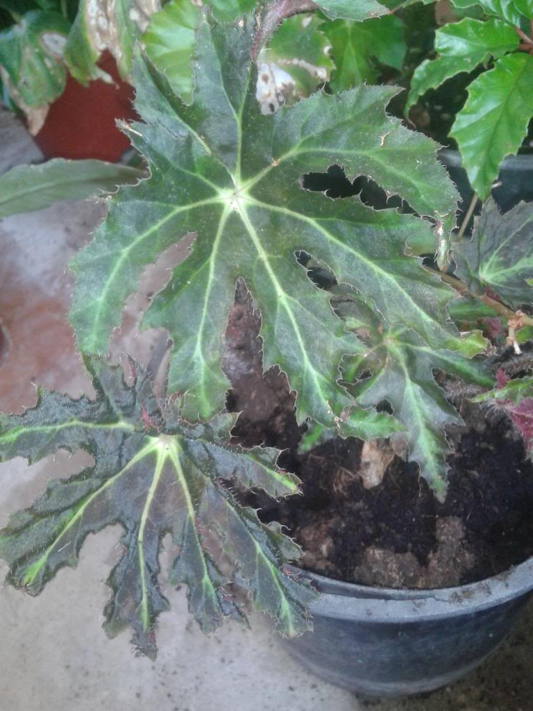 heracleifolia_zps98d9f3d1.jpg