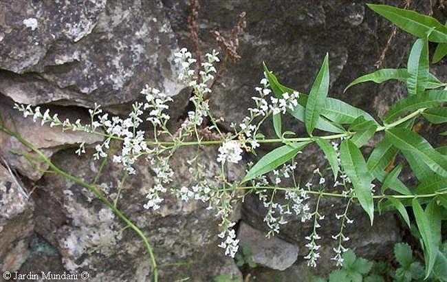 herballuissa1.jpg