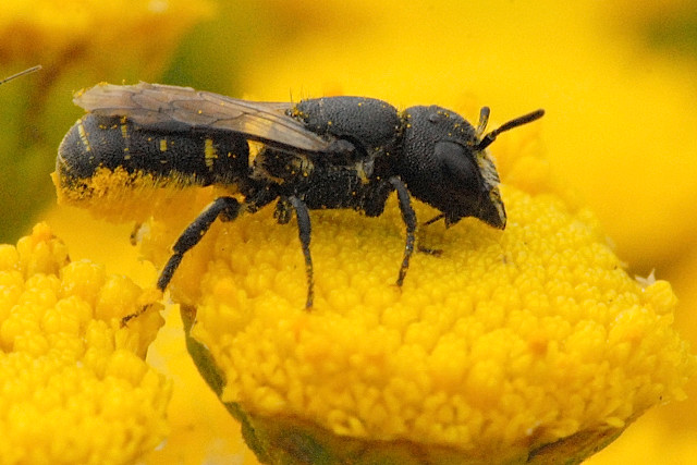 Heriades.truncorum.-.lindsey.jpg