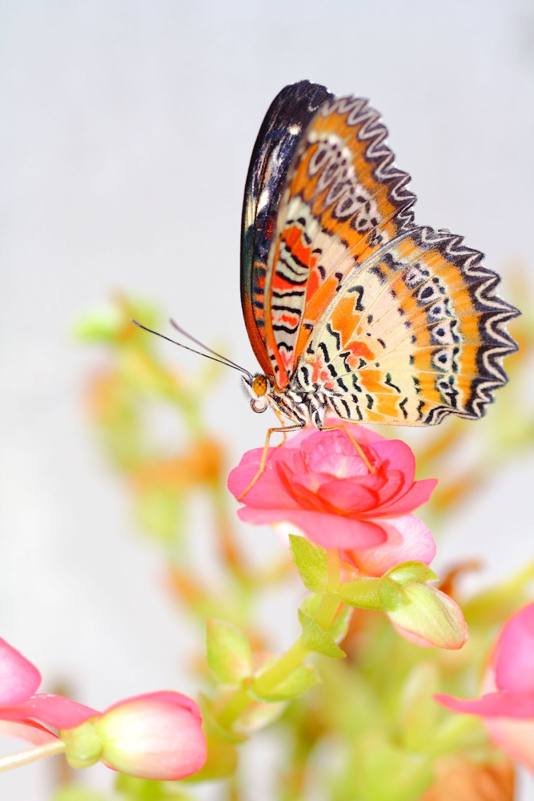 hermosa-mariposa-sobre-la-flor-butterfly-and-flowers-g.jpg