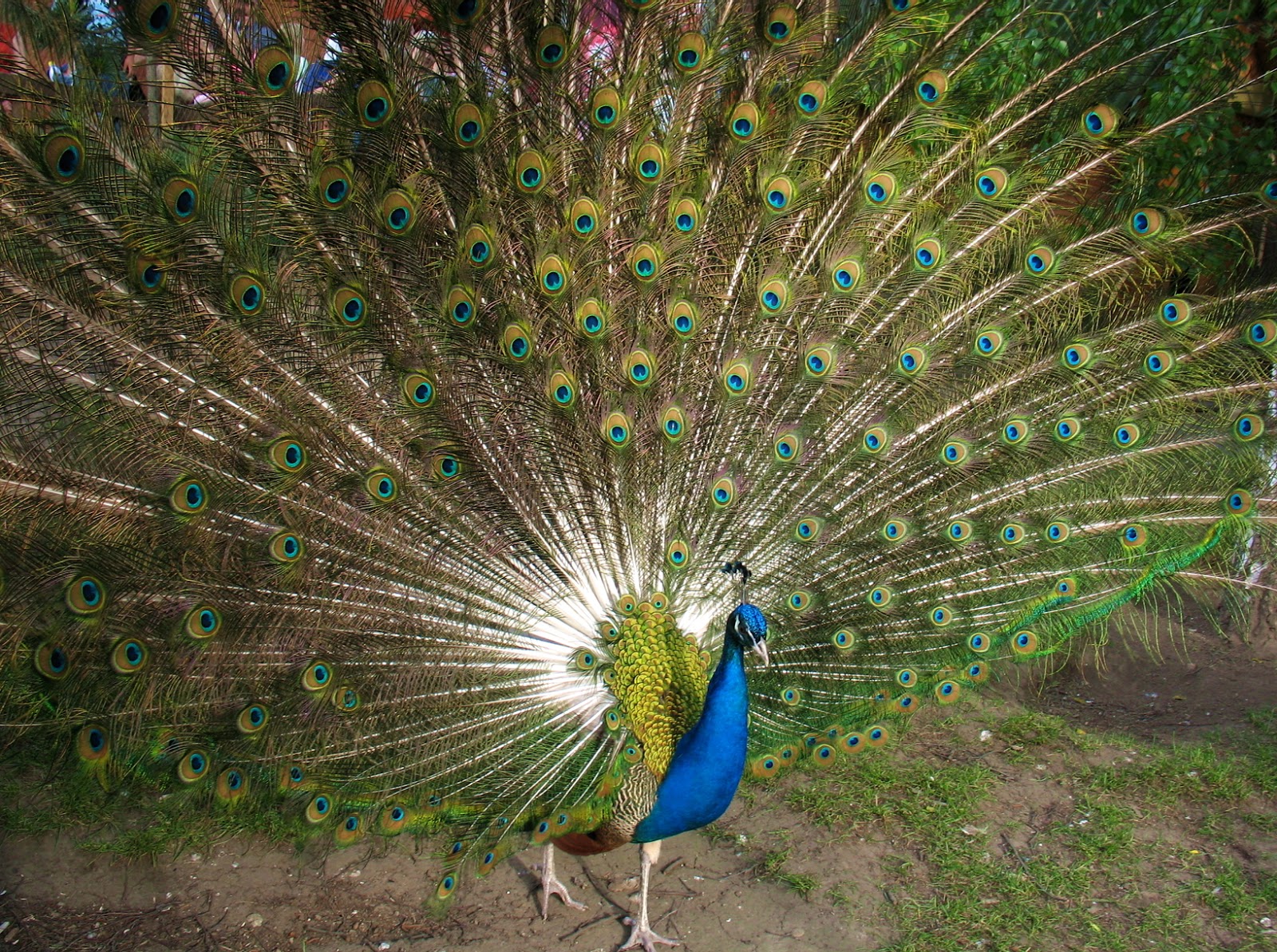 hermoso-pavoreal-peacok-aves-exoticas-del-para%C3%ADso.jpg