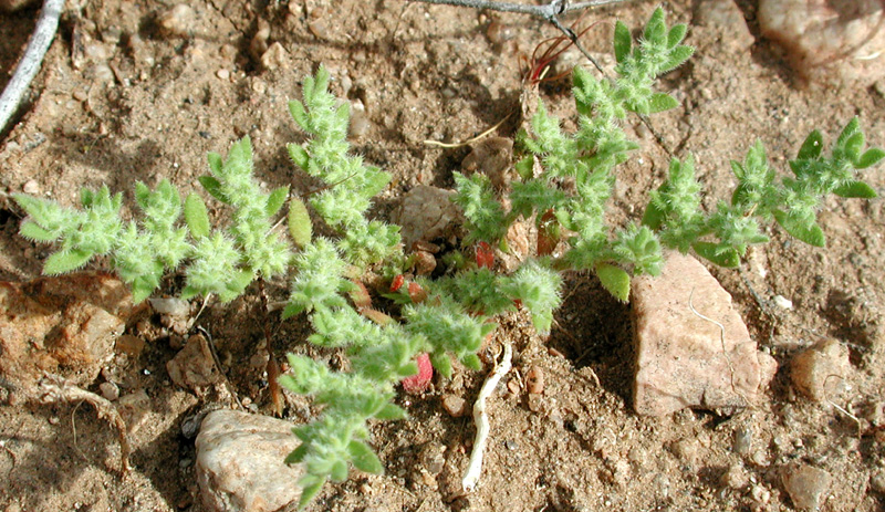 Herniaria_hirsuta_cinerea.jpg