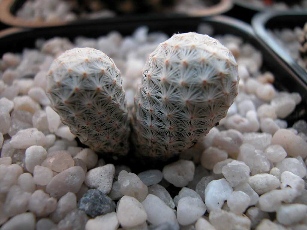 herreraealbiflora.jpg