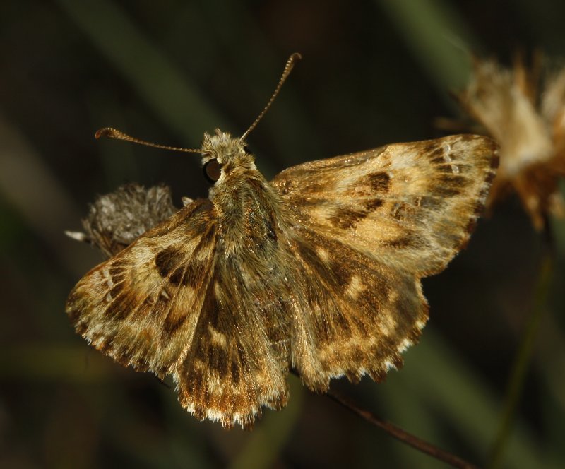 Hesperidae_3341.jpg