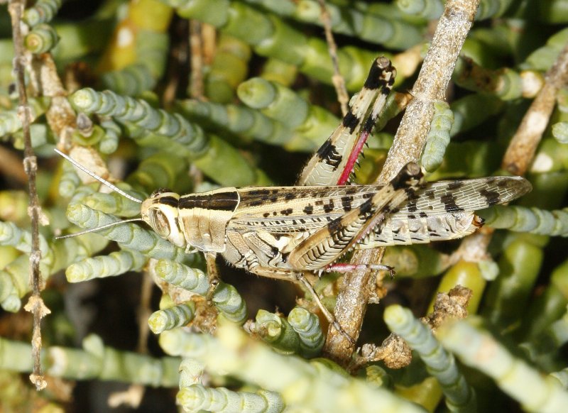 Heteracris%20littoralis_3570.jpg