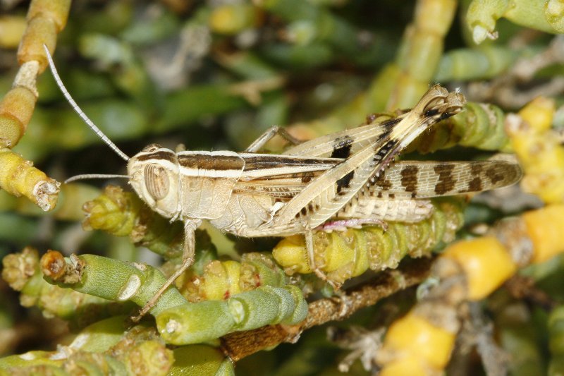 Heteracris%20littoralis_3577.jpg