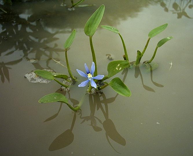 Heteranthera_limosa.jpg