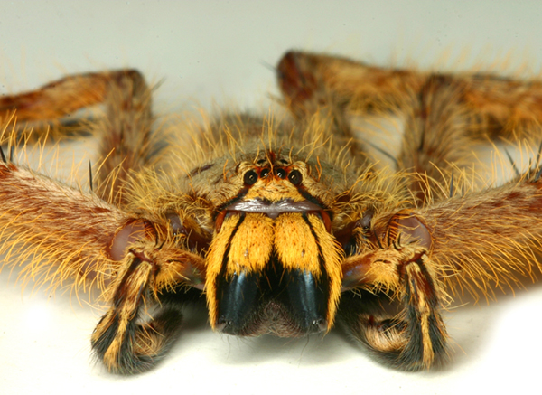 heteropoda-davidbowie1.jpg