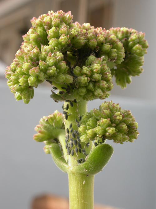 heterotricha_flor.jpg