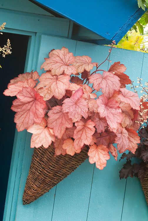 Heuchera-Container-JWW1970.jpg