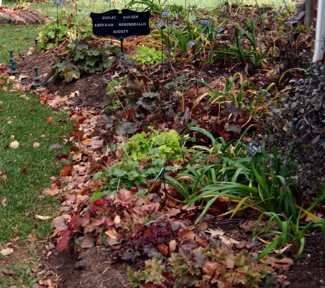 HEUCHERA.jpg
