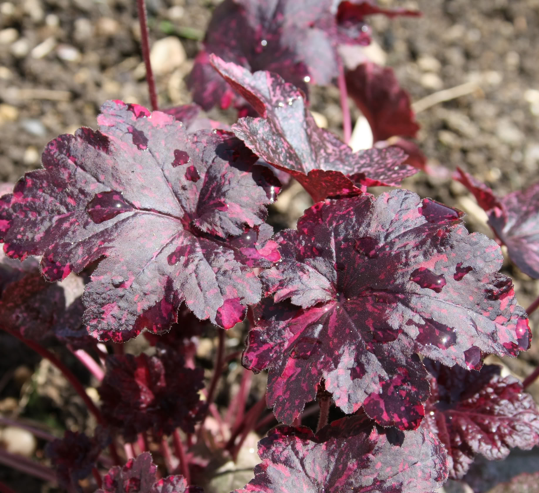 Heuchera.jpg