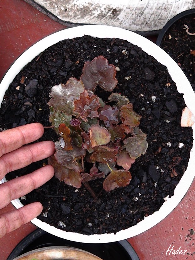 heuchera.jpg